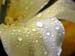 Schibeci_Petals